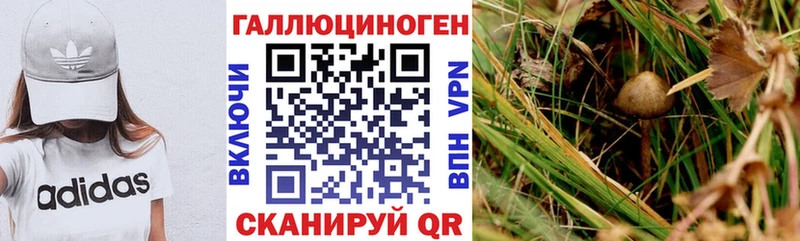где купить наркоту  Хадыженск  Псилоцибиновые грибы мицелий 